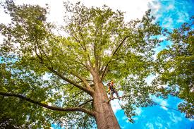 Best Tree Risk Assessment  in Whitewater, CA