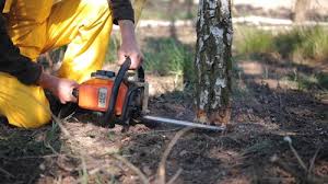 Best Stump Grinding and Removal  in Whitewater, CA