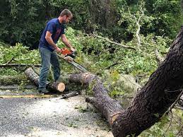 How Our Tree Care Process Works  in  Whitewater, CA
