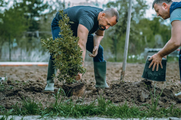 Best Lawn Renovation and Restoration  in Whitewater, CA