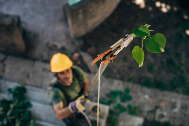Trusted Whitewater, CA Tree Services Experts