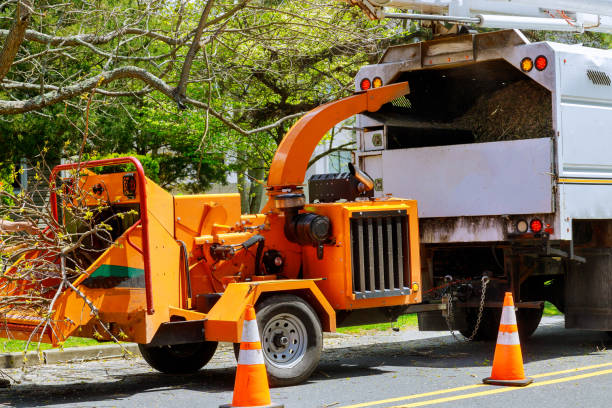  Whitewater, CA Tree Services Pros