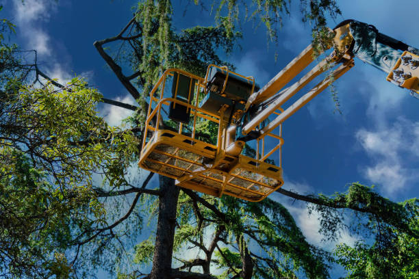 Best Firewood Processing and Delivery  in Whitewater, CA