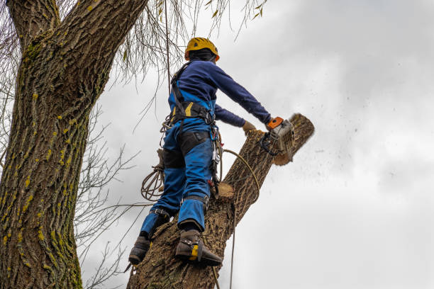 Best Tree Maintenance Programs  in Whitewater, CA