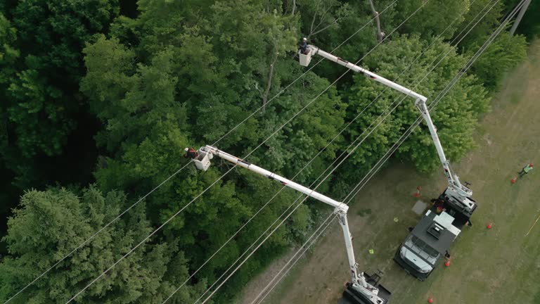 Best Hazardous Tree Removal  in Whitewater, CA