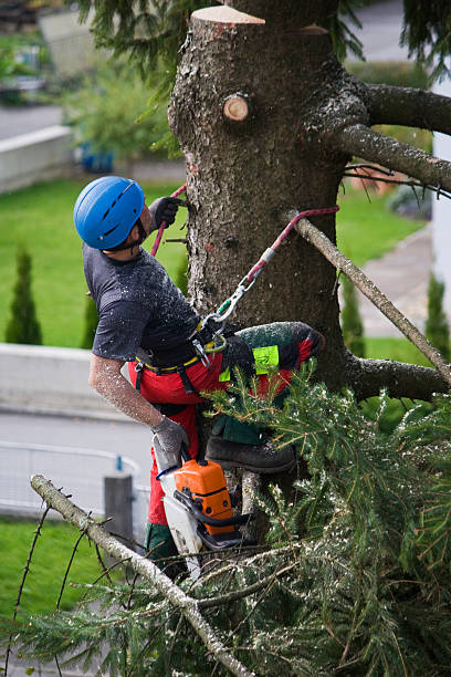 Best Tree Disease Treatment  in Whitewater, CA
