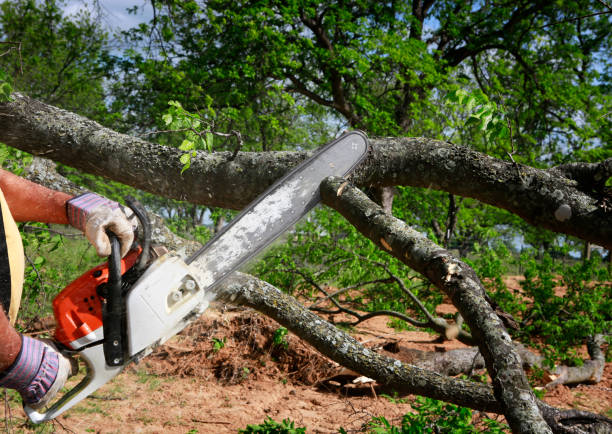 Best Emergency Tree Removal  in Whitewater, CA