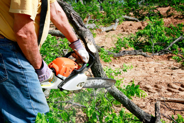 Best Tree and Shrub Care  in Whitewater, CA